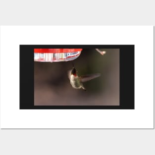 Hummingbird feeding Posters and Art